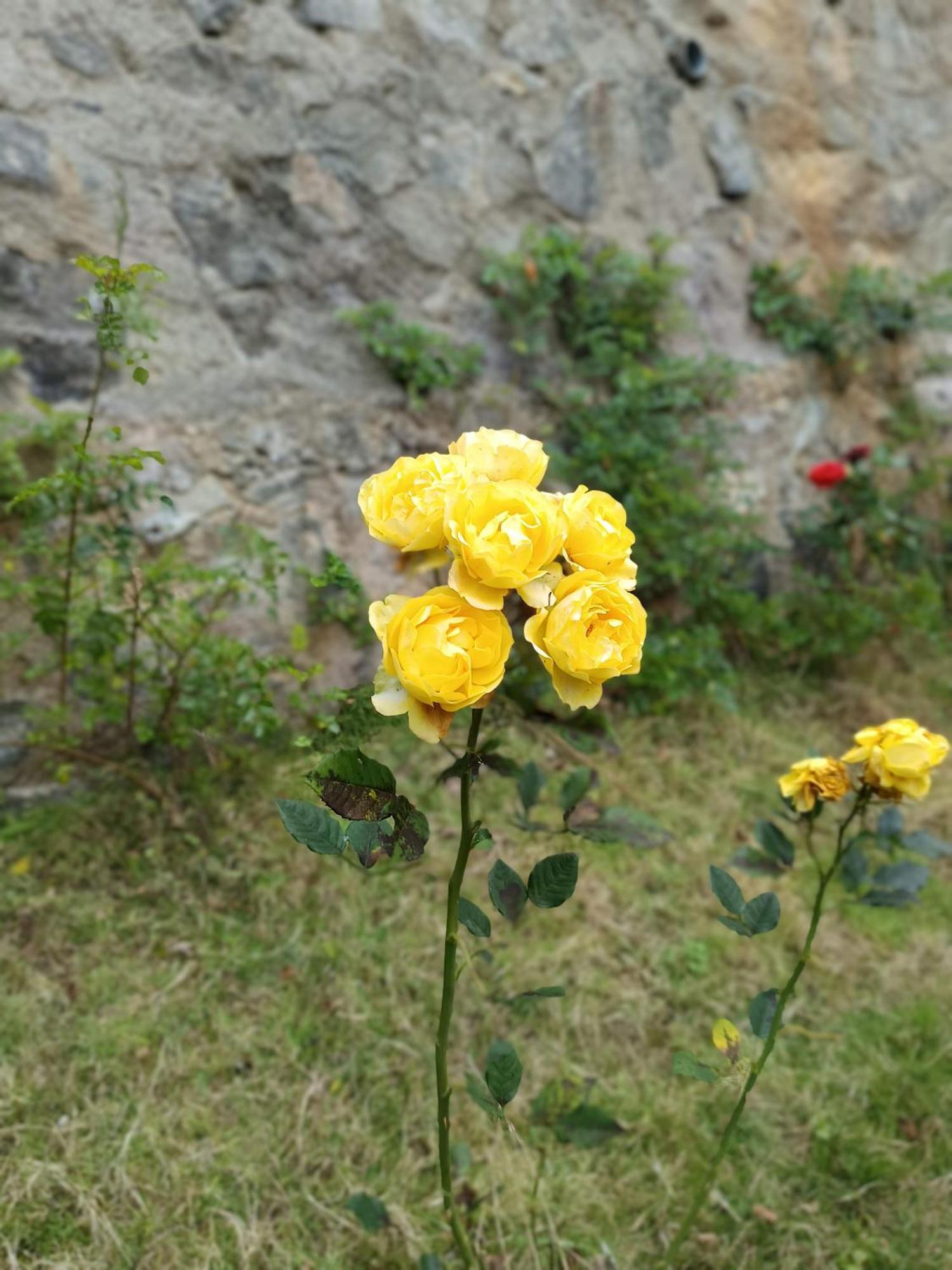 Kodai Riya Paradise 코다이카날 외부 사진
